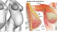 Breast changes during pregnancy are caused by hormonal changes. Here are changes in breast during pregnancy: Increased bust size and tenderness. Some women may feel swelling or sore sensation on […]