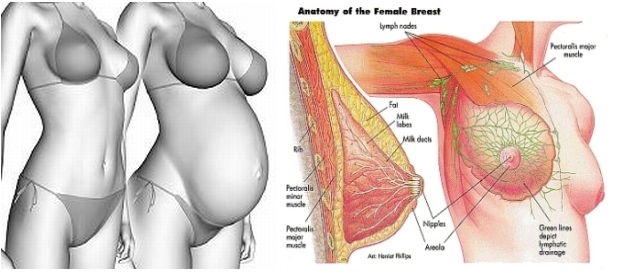 images of breast during pregnancy. Breast changes during